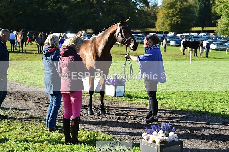 231022-105544-23595 - 406-BALLYCREEN.MILADY-Georgina.Brown-TrotUp+SJ