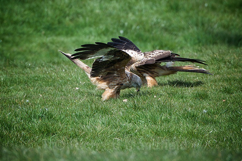  - Red Kites