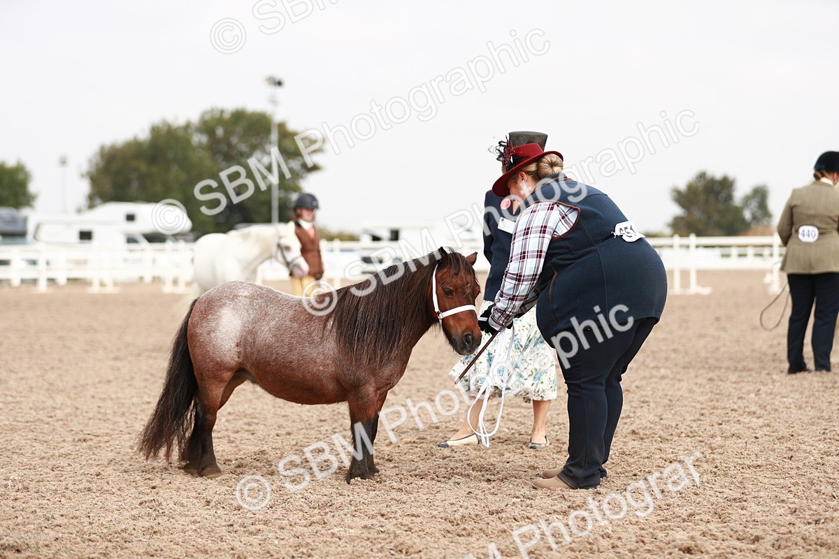 SBM_11828 - Class 206 IH Non Show Type Pony