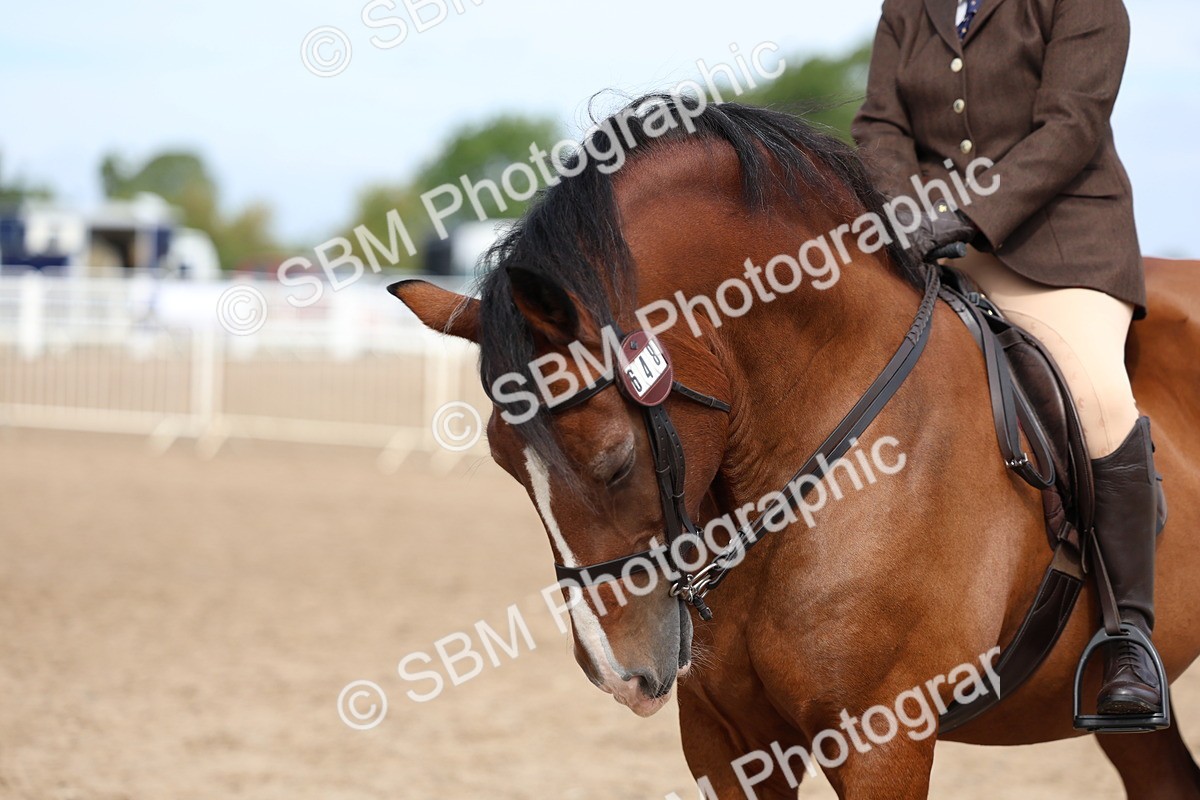 SBM_01880 - Class 18 - Handsomest Gelding - IH or Ridden