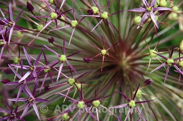43 - Petals and Leaves