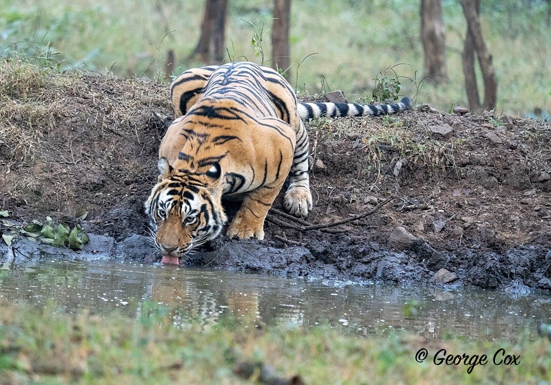 Drinking Tiger - India