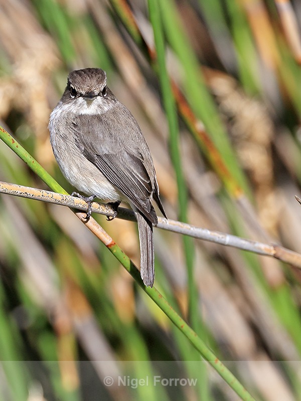 African Dusky Flycatcher, Kirstenbosch Gardens, South Africa - African Dusky Flycatcher