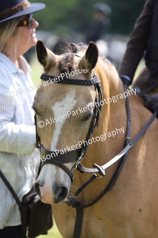 20260614-1882 - Class 21 - Novice Working Hunter Pony