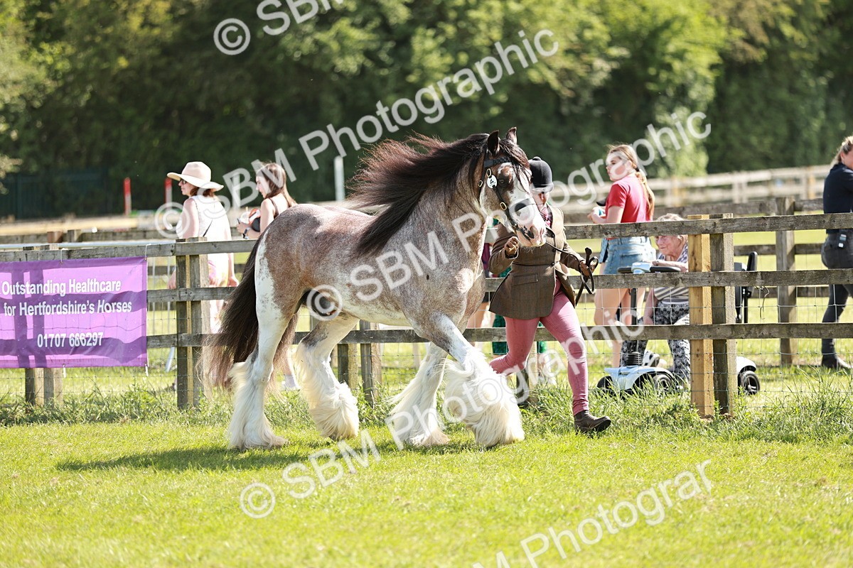 SBM_08949 - Class 63-65 - Traditional Gypsy Cobs In Hand & Ridden