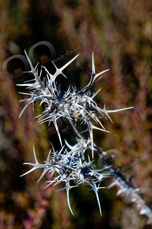 thistle-1546 - Plants and trees