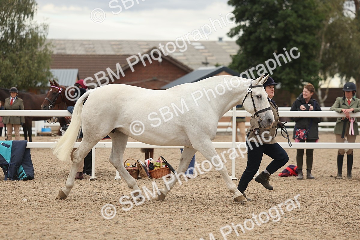 SBM_19281 - Class 317 - IH Pure Bred Horse-Pony