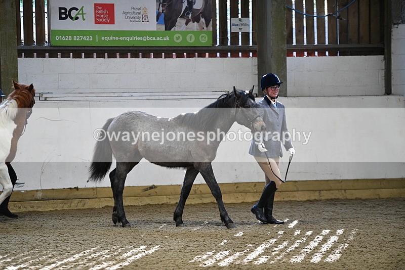 WJ5_3344 - Class 1 Youngstock