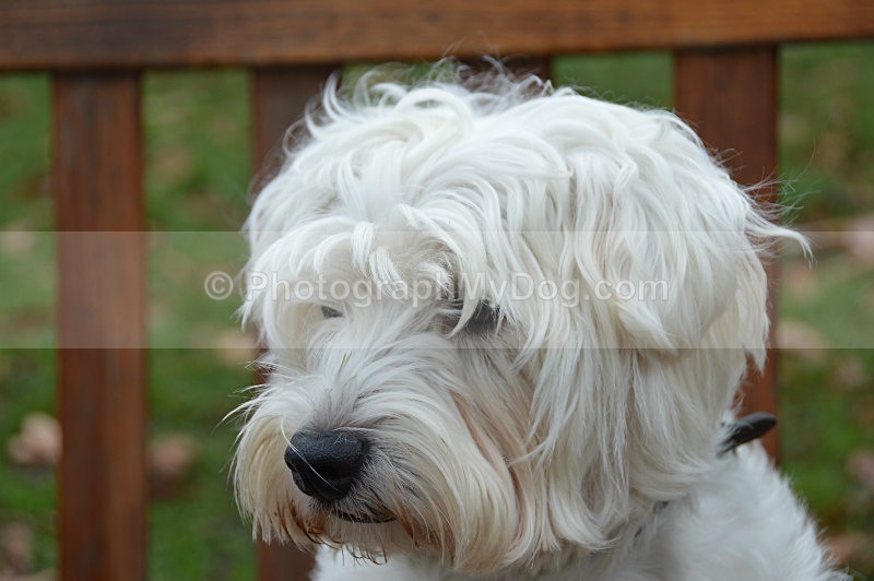  - West Highland Terriers