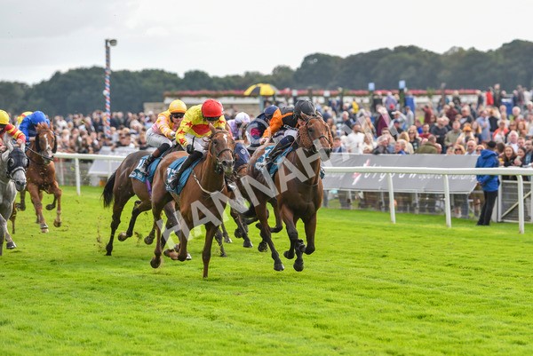 230923-Race 4-Aphelios-6493 - Race 4 3.45pm Jigsaw Sports Branding Handicap