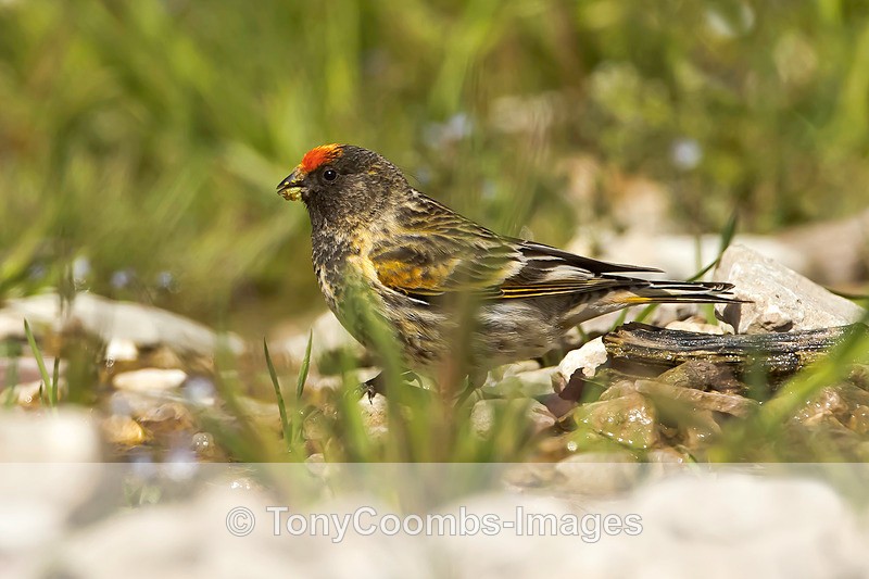 Red-fronted Serin - Turkey