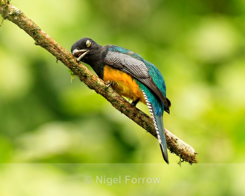 Violaceous Trogon (male) wiping bill, Costa Rica - Violaceous Trogon
