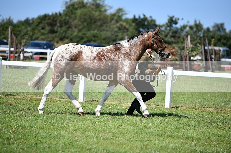 DSC_6873 - Class 57: Hunter/Riding Horse/Hack 1, 2 & 3 yr olds