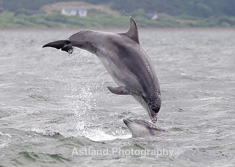 Astland Photography, Bird and Wildlife Images, Susan and Peter Wilson, U.K.