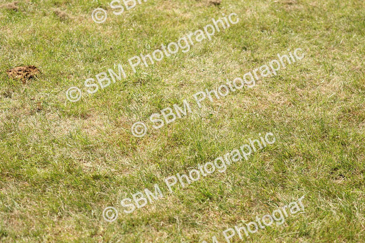 SBM_07021 - Class 26-30 - Mountain and Moorland Ridden