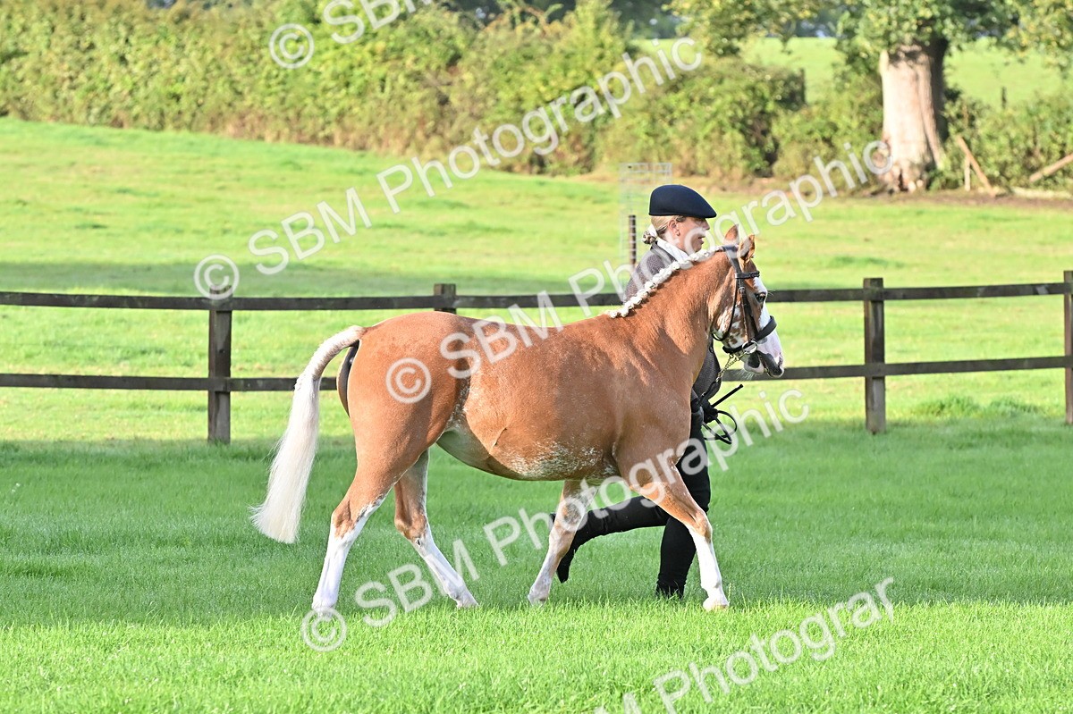 SBM_32598 - S15 - Top Turnout In Hand