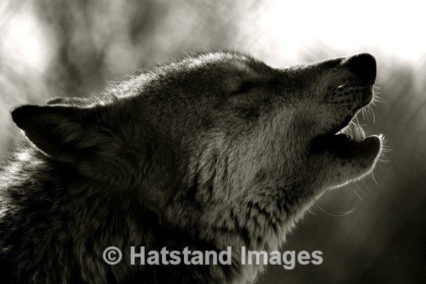 Wolf - nature
