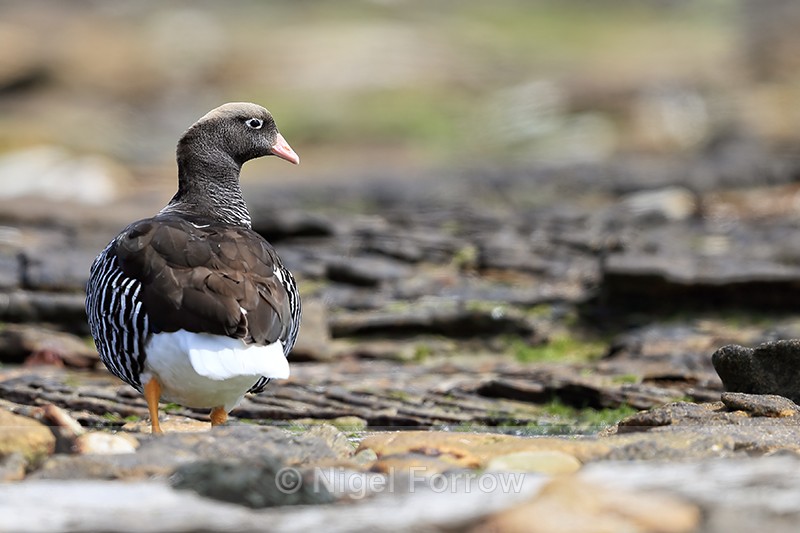 Kelp Goose (female) back view, Carcass Island, Falklands - Kelp Goose