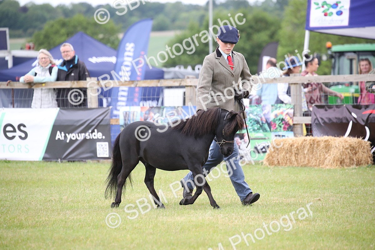 SBM_03889 - Class 23-25 - British Miniature Horse of the Year