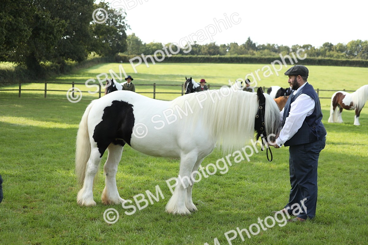 SBM_60944 - S43 - Coloured Pony In Hand