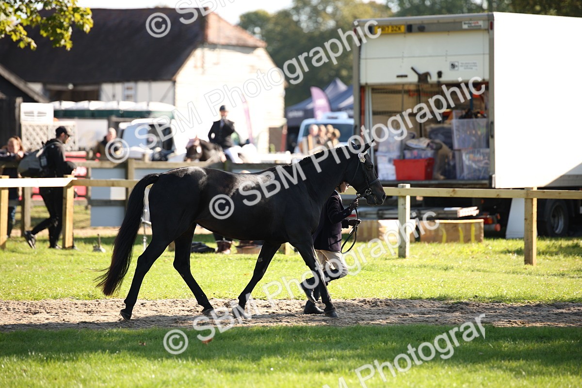 SBM_36554 - S10 - Best In Hand Horse & Pony