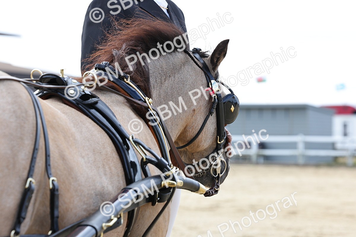 SBM_000473 - Class 4 - Junior Whip