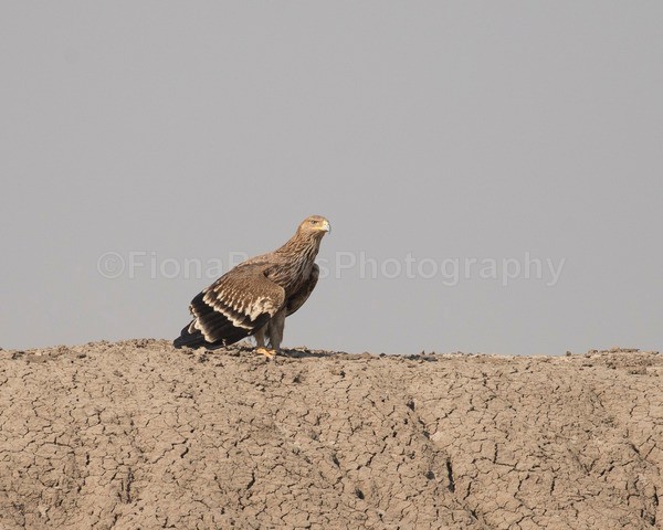 India A-16 - Wildlife of India
