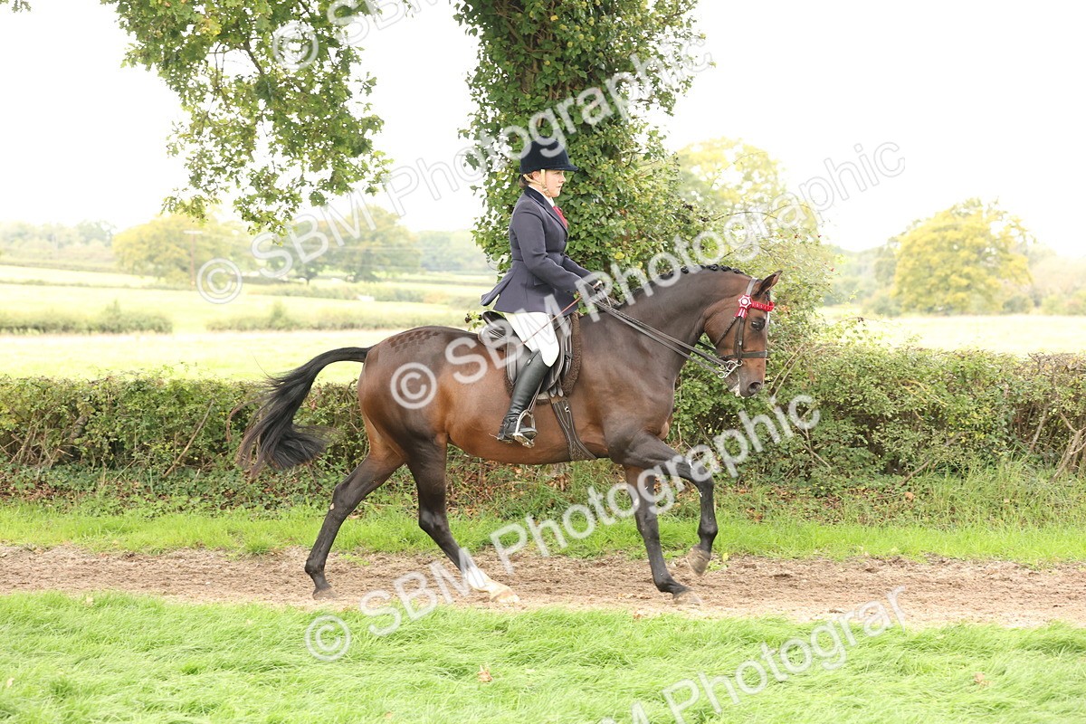 SBM_64217 - S65 - Riding Horse & Hack & Thoroughbred Ridden
