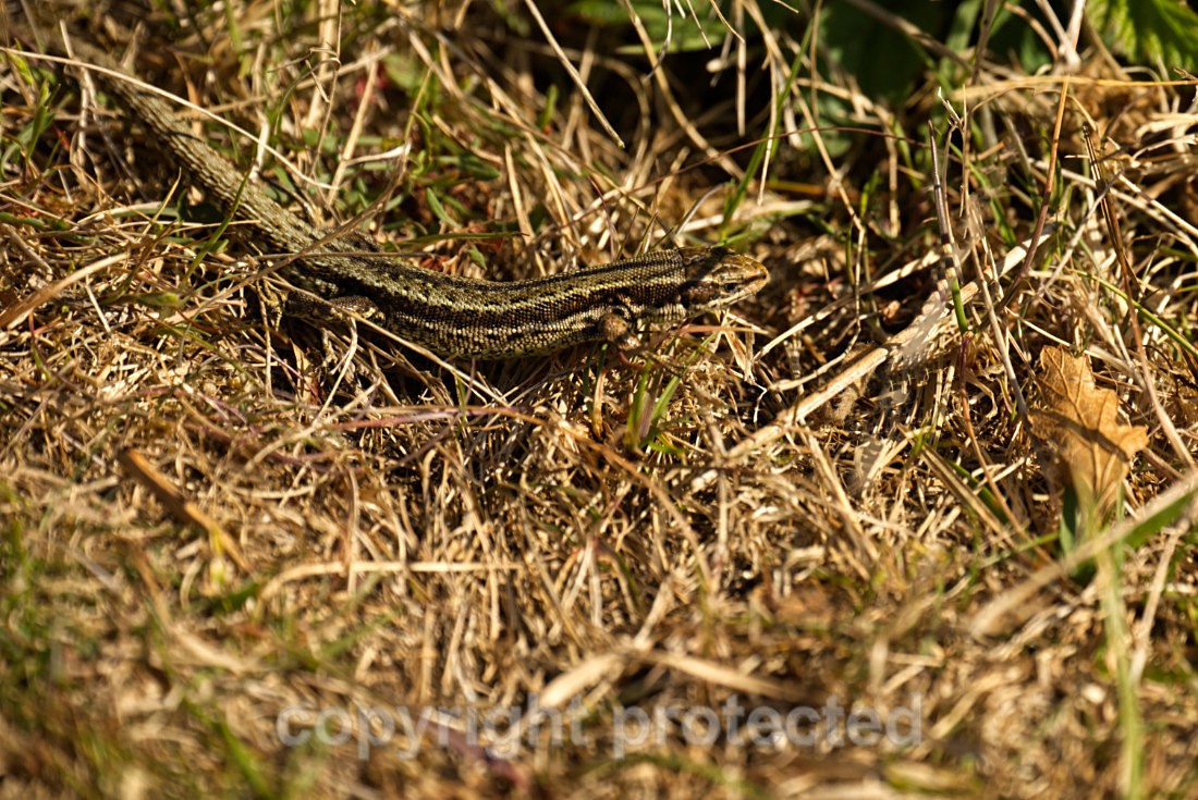 Common Lizards - RSPB Minsmere - Suffolk - Reptiles