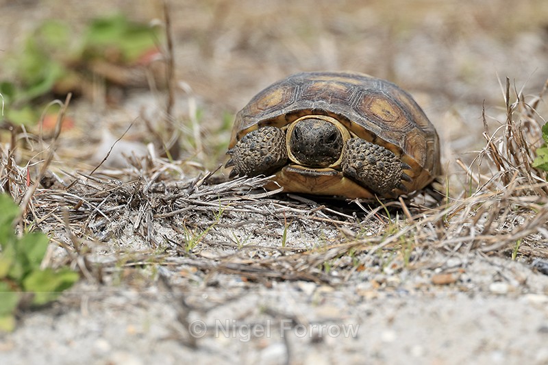 Gopher Tortoise (juvenile) head retracted, Shamrock Park, Florida - REPTILES & AMPHIBIANS