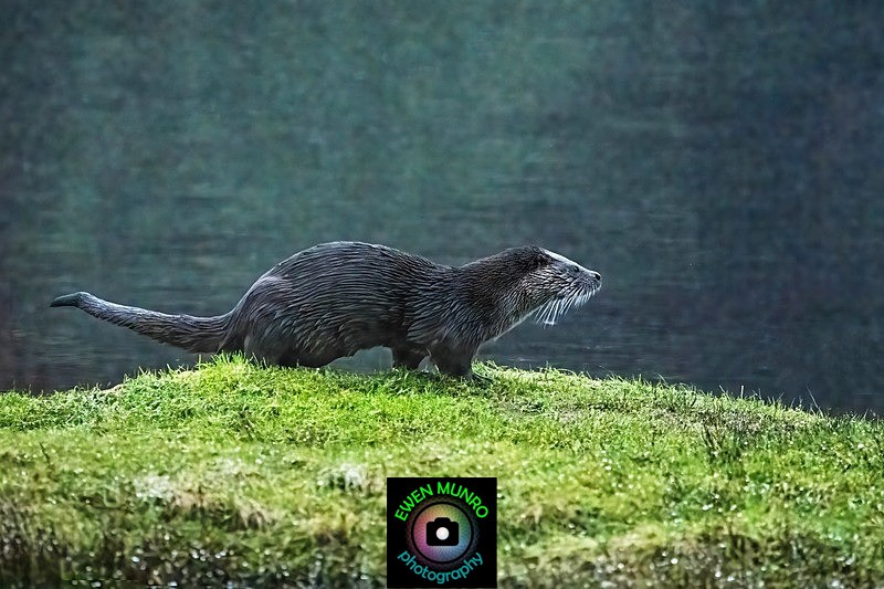 DO-18-Taynuilt, Argyll - 'DRATSIE' (AKA Otters)