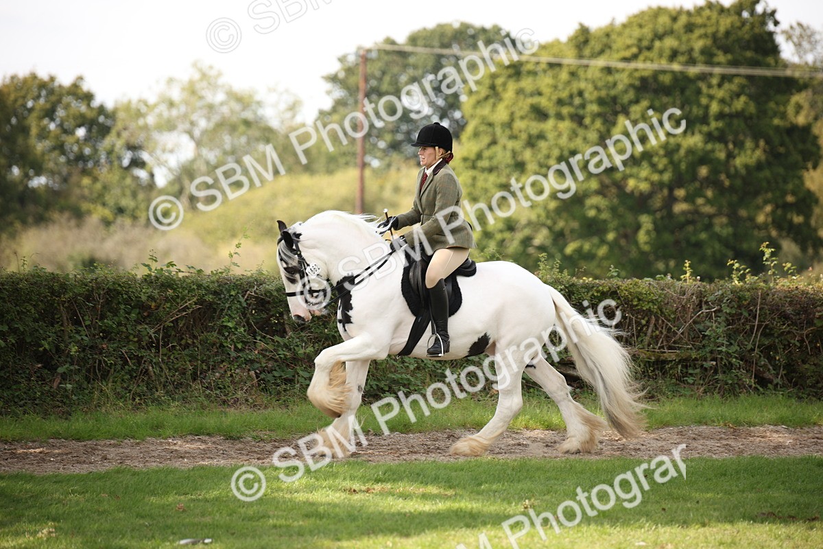 SBM_70090 - S65 - Piebald & Skewbald Horse Ridden