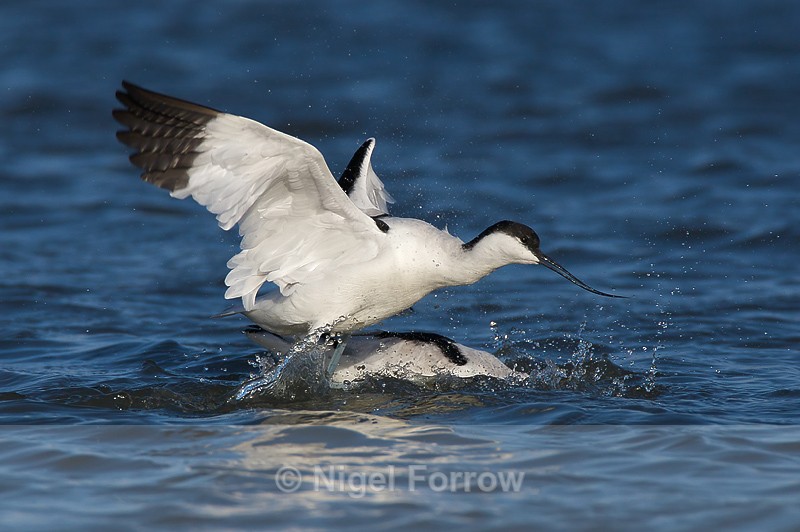 Avocets squabbling in the lagoon at Brownsea Island - Avocet