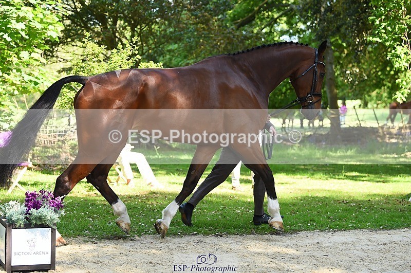 230524-154532-00482 - 365-BWE_NEWTON_DE_JASPER-Adam_Harvey-WEDTrotUp+DR