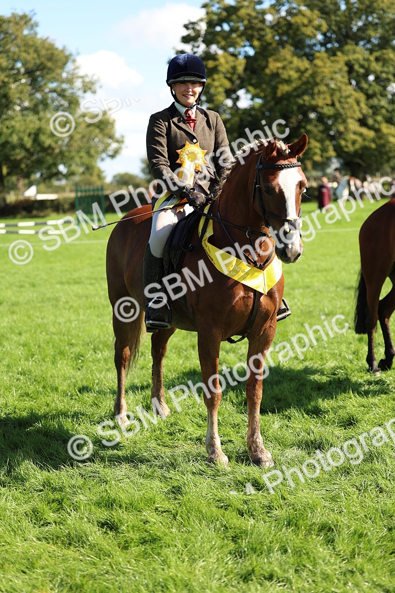 SBM_45451 - S33 - Working Hunter Pony