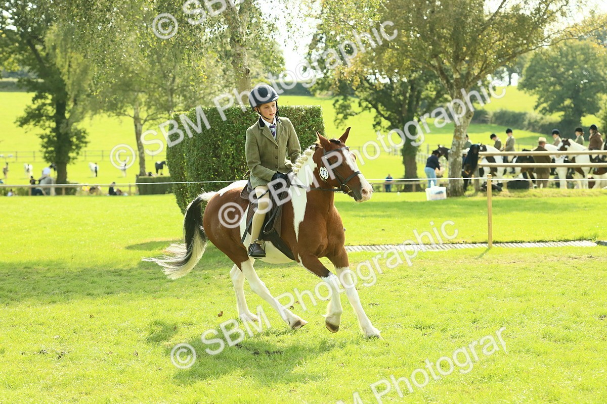 SBM_68923 - S58 - Mini Show Cob Ridden
