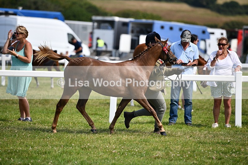 DSC_8303 - Class 68: Part Bred In Hand M & M