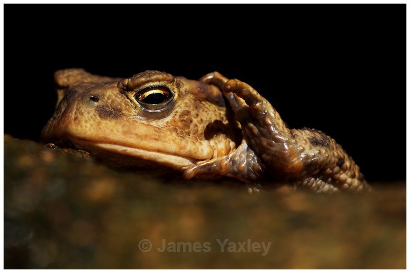 Ancient Toad - Amphibians