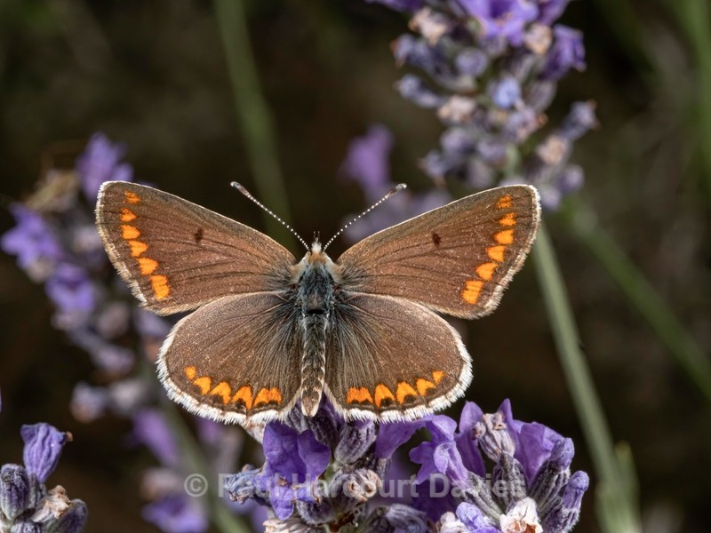 Brown argus ( Aricia agestis) - Insects, Spiders and other Animals