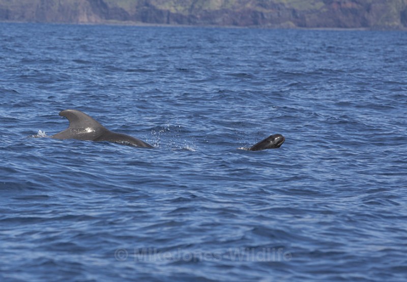 Short finned pilot whale & week old calf, Pico Island, Azores - Short finned pilot whales (inc calf images) Azores & Madeira