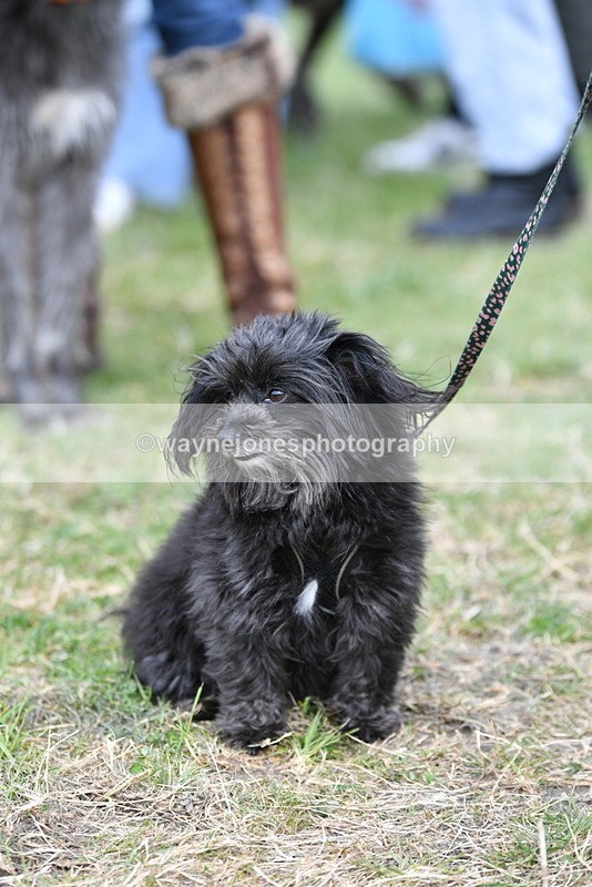 WJ5_9222 - Class 1 Best Cross Breed / Heniz 57