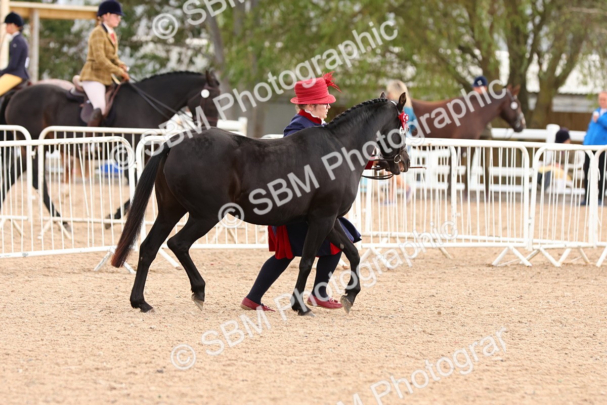 SBM_10222 - Class 205 - IH Show Pony - Show Hunter Pony