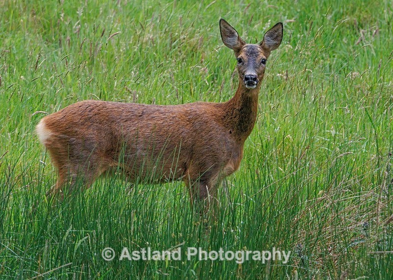 Roe Deer - Latest Images