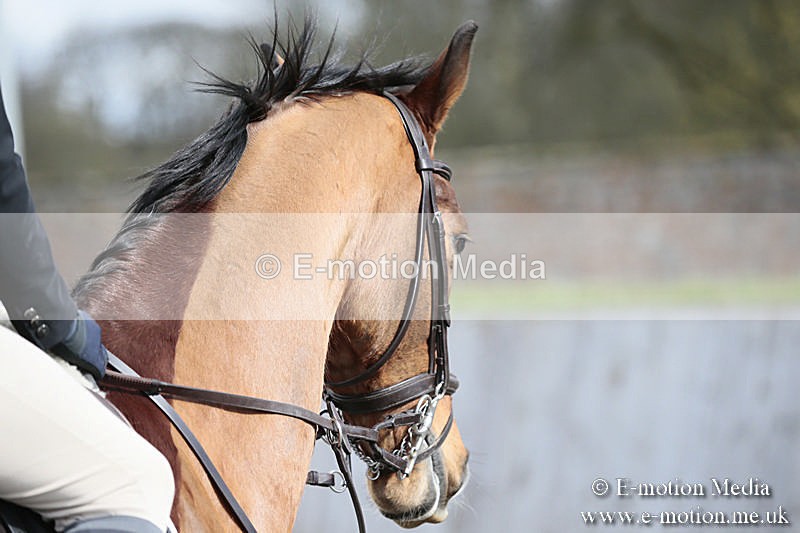 BVRC SJ 170319 339 - Bourne Valley Riding Club Showjumping 17/03/19