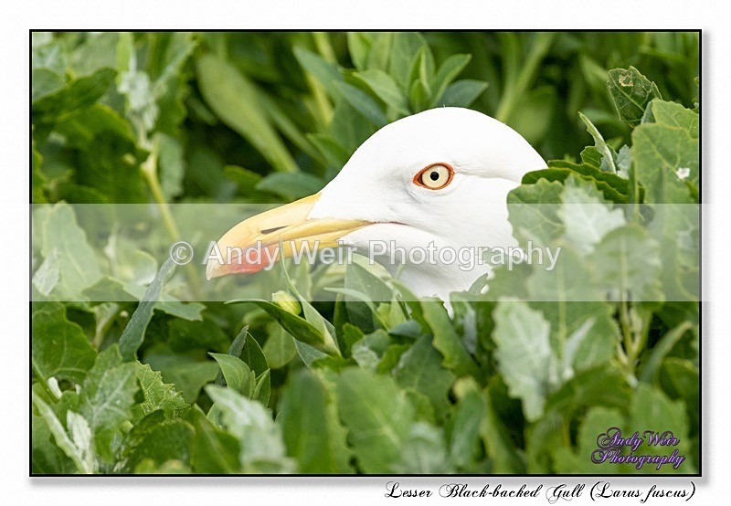 190604-untitled-8E0A4407-Edit - Lesser Black Backed Gull