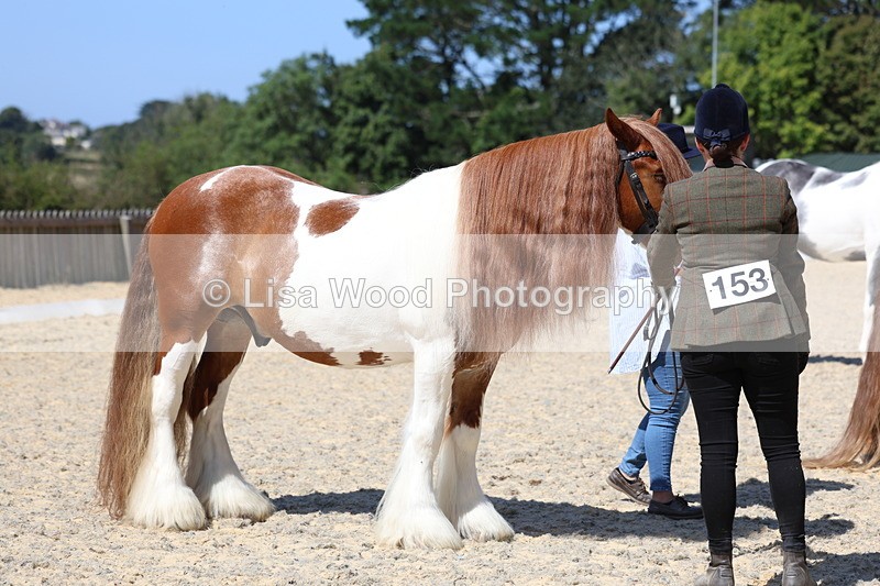3E7A9918 - In Hand Championship