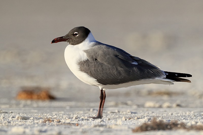 Laughing Gull standing on beach, Fort De Soto, Florida - Laughing Gull