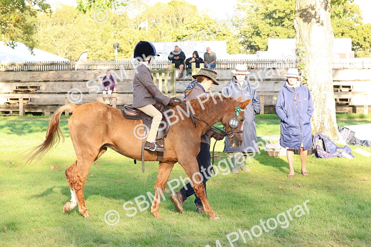 SBM_53029 - S29 - Mature Veteran Ridden