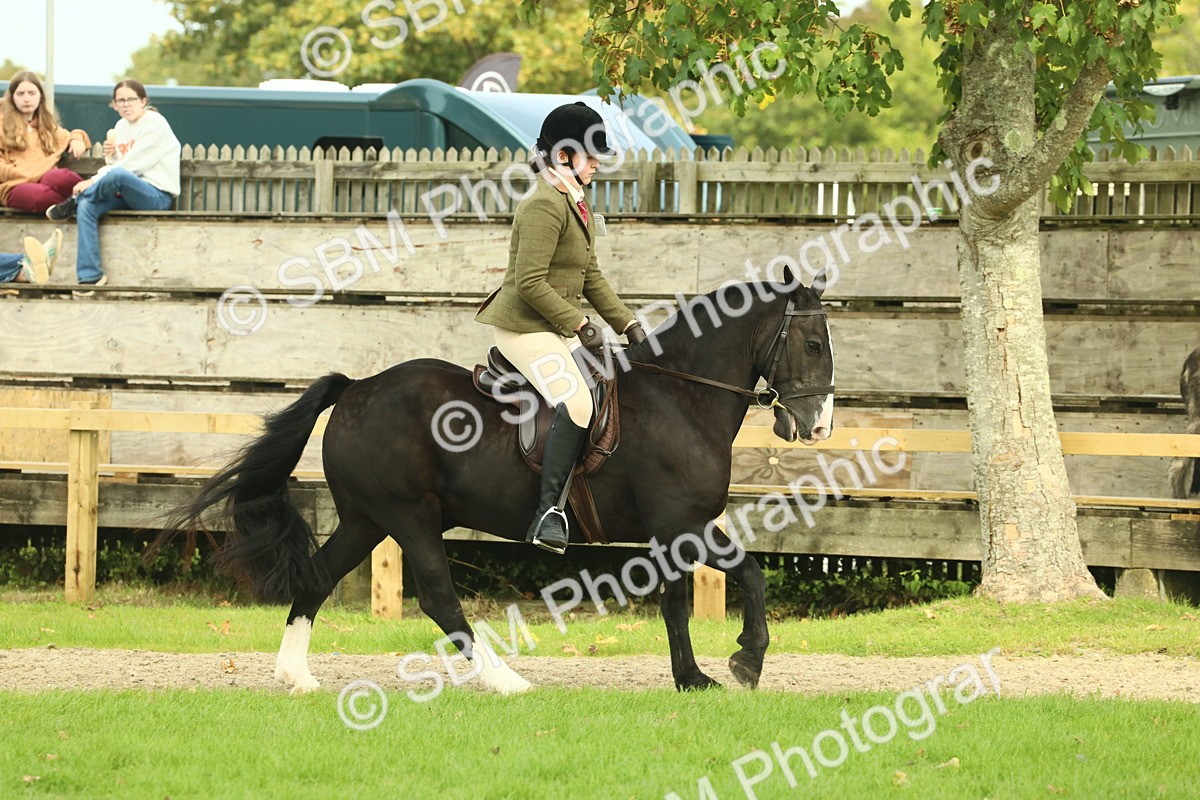 SBM_68224 - S58 - Mini Show Cob Ridden