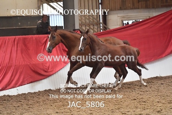 JAC_5806 - 11 Pandora of Westoak